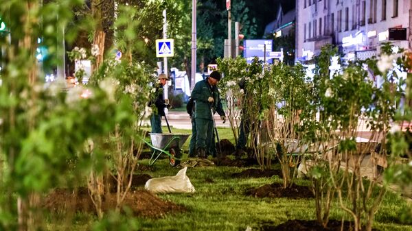 Высадка сирени в Москве в рамках программы благоустройства Высадка сирени в Москве в рамках программы благоустройства