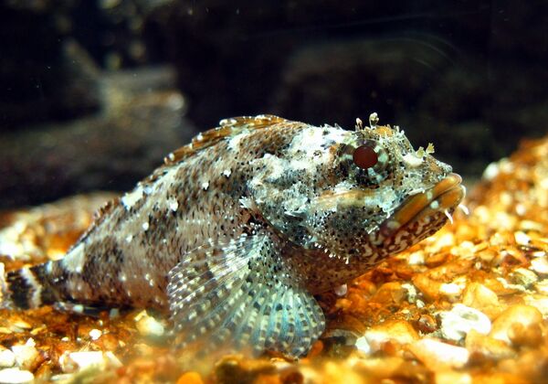 Черноморский морской ёрш Scorpaena porcus Черноморский морской ёрш Scorpaena porcus