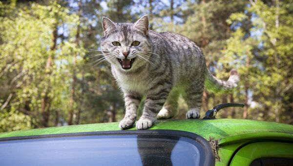 Кот на крыше автомобиля Кот на крыше автомобиля