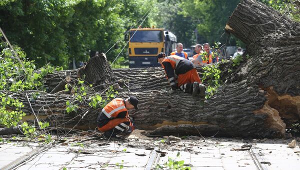 Устранение последствий падения дерева в Москве. 30 мая 2018 Устранение последствий падения дерева в Москве. 30 мая 2018