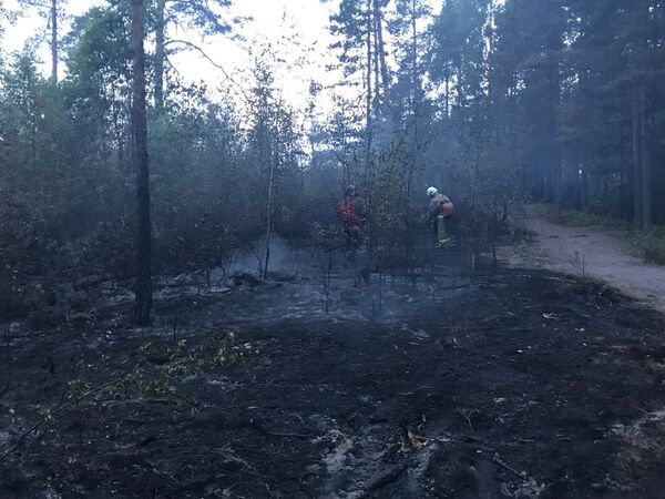 Пожар в парке Монрепо Пожар в парке Монрепо