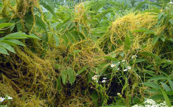 Cuscuta europaea Cuscuta europaea