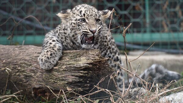 Два детеныша родились в Центре восстановления леопардов на Кавказе