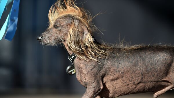Собака на конкурсе Самая уродливая собака в мире(World's Ugliest Dog) Собака на конкурсе Самая уродливая собака в мире(World's Ugliest Dog)