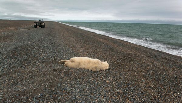 Убитый белый медведь на побережье Чукотского моря Убитый белый медведь на побережье Чукотского моря