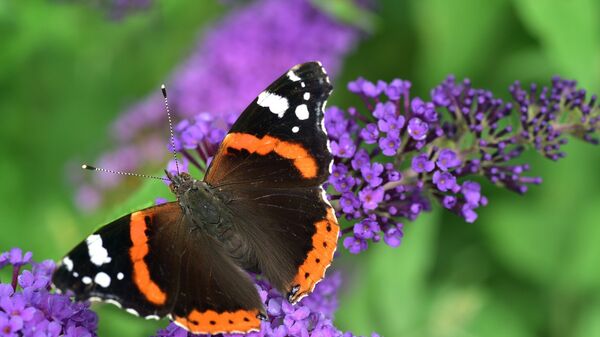 Бабочки начали загадочным образом вымирать в США, заявляют ученые ...