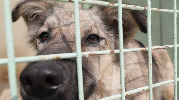 Власти Сегежи пообещали помочь местному приюту для собак