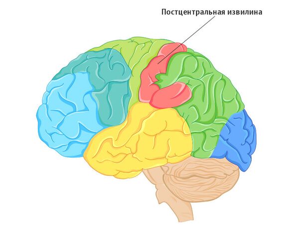 Постцентральная извилина Постцентральная извилина