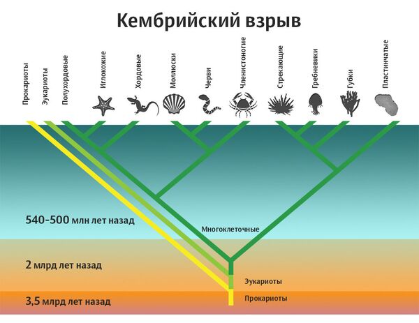 Кембрийский взрыв Кембрийский взрыв