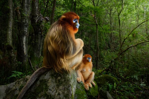 Работа фотографа Marsel van Oosten. Победители конкурса Wildlife Photographer of the Year 2018 Работа фотографа Marsel van Oosten. Победители конкурса Wildlife Photographer of the Year 2018