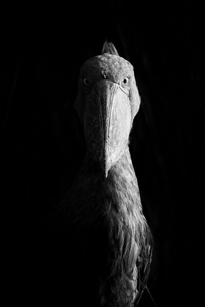 Работа победителя конкурса Nature Photographer of The Year 2018. Dvir Barkay Работа победителя конкурса Nature Photographer of The Year 2018. Dvir Barkay