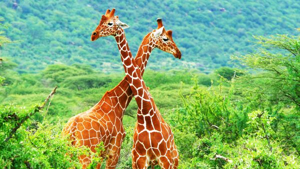 Жирафы в Национальном заповедник Самбуру, Кения