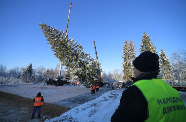 Рубка главной новогодней ели страны в Московской области Рубка главной новогодней ели страны в Московской области