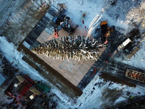 Рубка главной новогодней ели страны в Московской области Рубка главной новогодней ели страны в Московской области