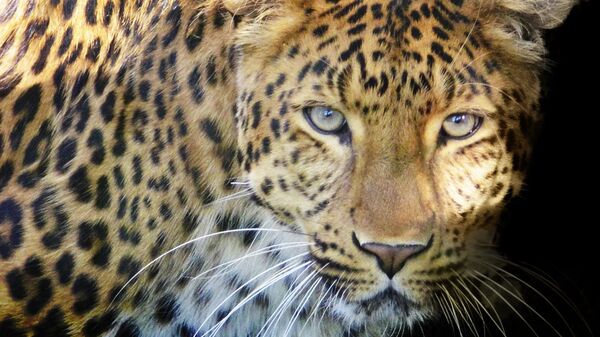 В ЮАР леопард сбежал из заповедника и гулял по городу