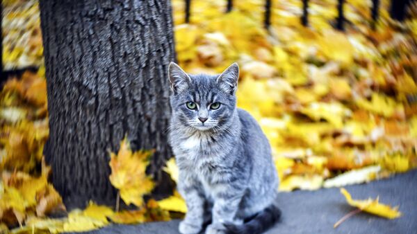 Проект “Котошеф” ищет волонтеров для проекта помощи уличным кошкам Проект “Котошеф” ищет волонтеров для проекта помощи уличным кошкам
