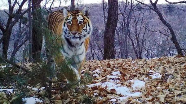 Снимок с фотоловушки в национальном парке Земля леопарда в Приморье Снимок с фотоловушки в национальном парке Земля леопарда в Приморье