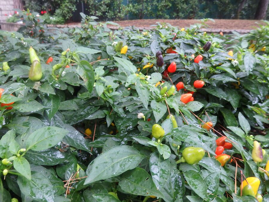 Монако, уличная клумба Монако, уличная клумба