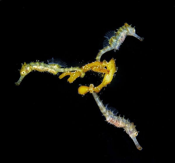 Работа победителя конкурса фотографии 2018 Ocean Art Underwater Photo Contest Работа победителя конкурса фотографии 2018 Ocean Art Underwater Photo Contest