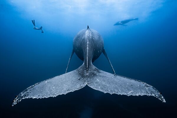 Работа победителя конкурса фотографии 2018 Ocean Art Underwater Photo Contest Работа победителя конкурса фотографии 2018 Ocean Art Underwater Photo Contest