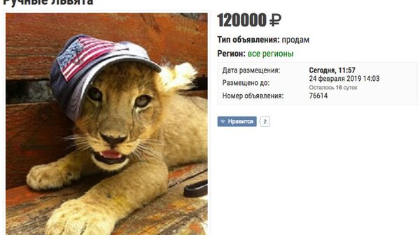 Объявление о продаже львят Объявление о продаже львят