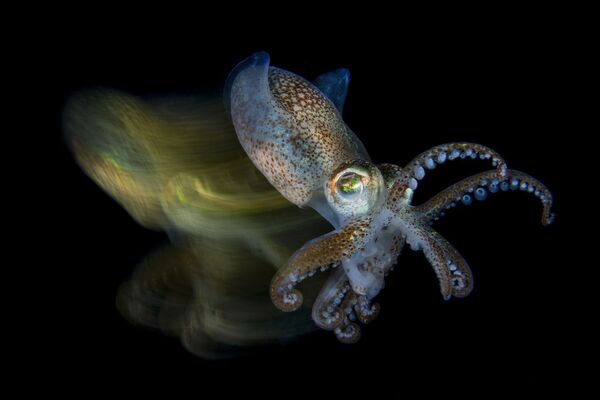 Fabio Iardino. Underwater Photographer of the Year 2019 Fabio Iardino. Underwater Photographer of the Year 2019
