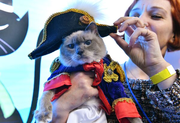 Кошка в костюме Наполеона Бонапарта участвует в конкурсе Кошка в одежке на выставке Кэтсбург Кошка в костюме Наполеона Бонапарта участвует в конкурсе Кошка в одежке на выставке Кэтсбург