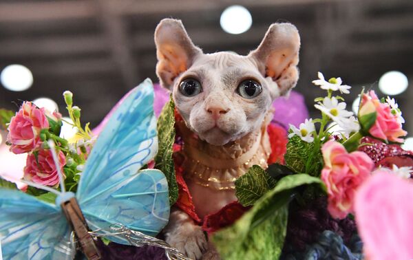 Кошка породы эльф в костюме Дюймовочки участвует в конкурсе Кошка в одежке на выставке Кэтсбург Кошка породы эльф в костюме Дюймовочки участвует в конкурсе Кошка в одежке на выставке Кэтсбург