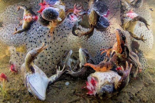Harvesting Frogs’ Legs фотографа Bence Máté, занявшего первое место в категории NATURE - SINGLES в фотоконкурсе World Press Photo 2019 Harvesting Frogs’ Legs фотографа Bence Máté, занявшего первое место в категории NATURE - SINGLES в фотоконкурсе World Press Photo 2019
