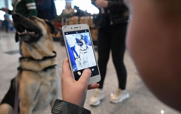 Ребенок фотографирует собаку на телефон в аэропорту Домодедово Ребенок фотографирует собаку на телефон в аэропорту Домодедово