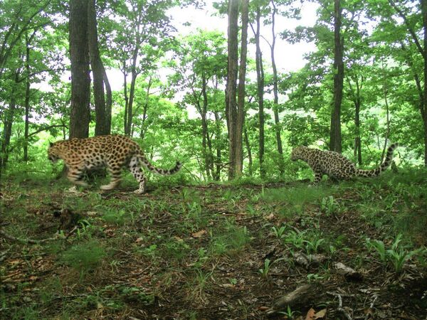 Самка леопарда-крестницы актрисы Памелы Андерсон Leo 38F в сопровождении котенка Самка леопарда-крестницы актрисы Памелы Андерсон Leo 38F в сопровождении котенка