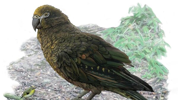 Палеонтологи нашли в Новой Зеландии останки гигантского попугая