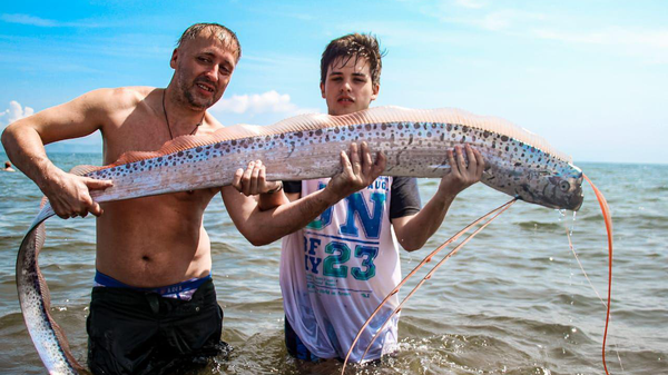 Сельдяной король в Приморье Сельдяной король в Приморье