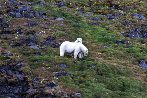 Самка белого медведя с медвежонком на острове Гукера в составе архипелага Земля Франца-Иосифа