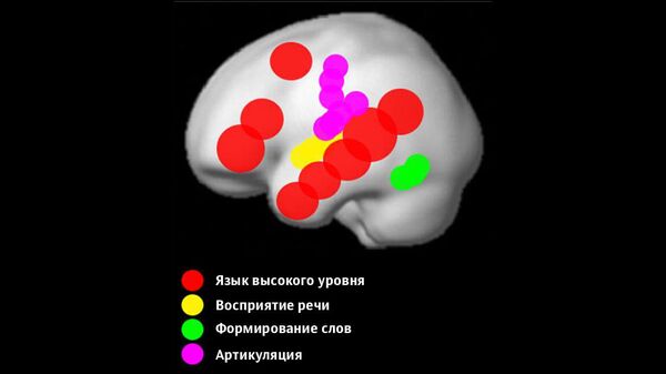 Области мозга, отвечающие за формирование различных аспектов языка Области мозга, отвечающие за формирование различных аспектов языка