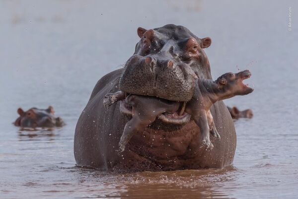 Adrian Hirschi. Работа участника конкурса Wildlife Photographer of the Year 2019 Adrian Hirschi. Работа участника конкурса Wildlife Photographer of the Year 2019