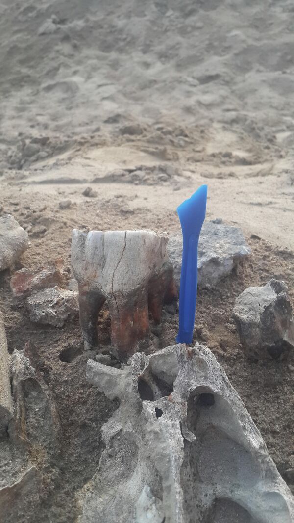 В городе Петровск-Забайкальский около Дворца культуры и спорта в песке, привезенном для благоустройства, пятилетний мальчик выкопал кости древнего носорога
В городе Петровск-Забайкальский около Дворца культуры и спорта в песке, привезенном для благоустройства, пятилетний мальчик выкопал кости древнего носорога