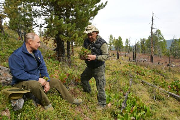 Президент РФ Владимир Путин и министр обороны РФ Сергей Шойгу во время прогулки в тайге Президент РФ Владимир Путин и министр обороны РФ Сергей Шойгу во время прогулки в тайге
