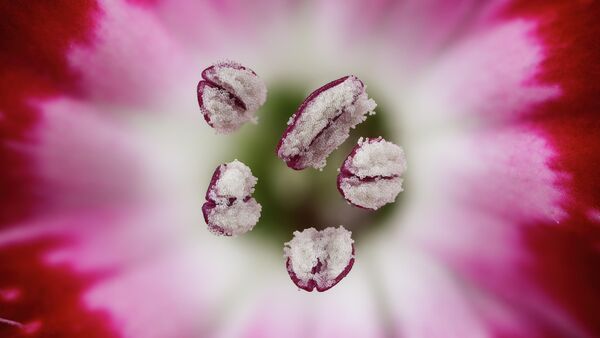 Dr. Guillermo López López. Работа победителя конкурса фотомикрографии 2019 Nikon’s Small World Dr. Guillermo López López. Работа победителя конкурса фотомикрографии 2019 Nikon’s Small World