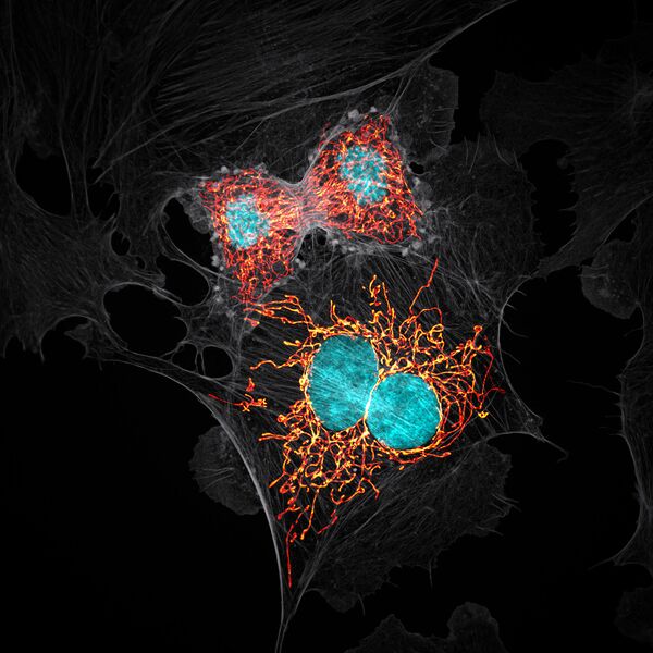 Jason M. Kirk. Работа победителя конкурса фотомикрографии 2019 Nikon’s Small World Jason M. Kirk. Работа победителя конкурса фотомикрографии 2019 Nikon’s Small World