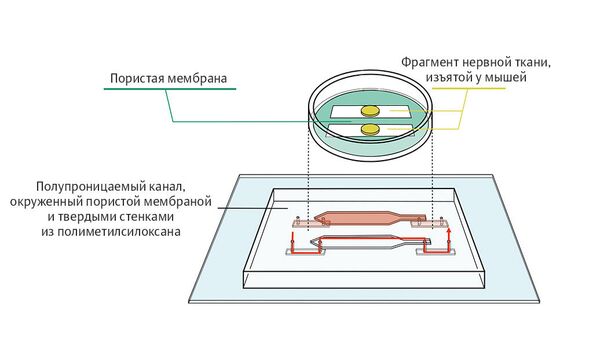 Простая система перфузии Простая система перфузии