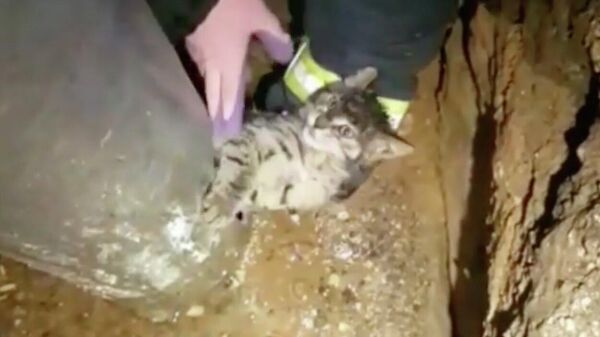 Сотрудники добровольной организации СпасРезерв во время спасения котенка из отверстия столба Сотрудники добровольной организации СпасРезерв во время спасения котенка из отверстия столба