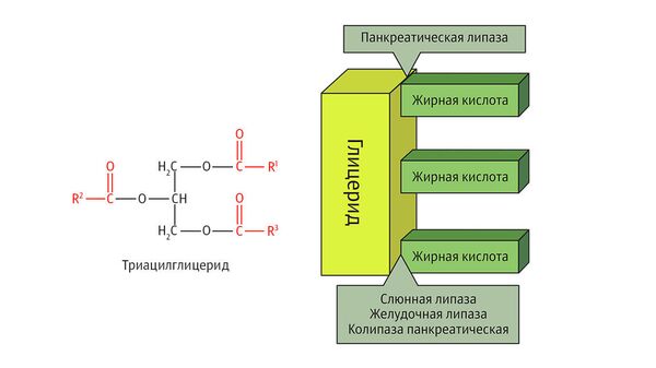 Структура триацилглицерида и локализация действия основных липаз Структура триацилглицерида и локализация действия основных липаз