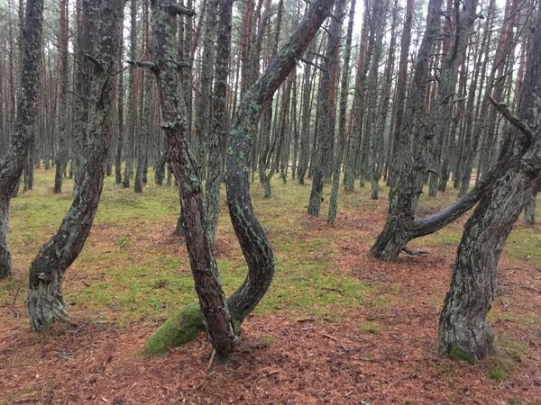 Куршская коса Куршская коса