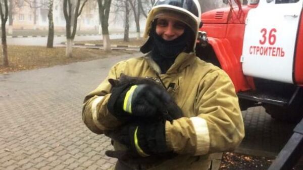 В городе Строитель, Белгородской области, пожарные помогли снять с дерева испуганную кошку В городе Строитель, Белгородской области, пожарные помогли снять с дерева испуганную кошку