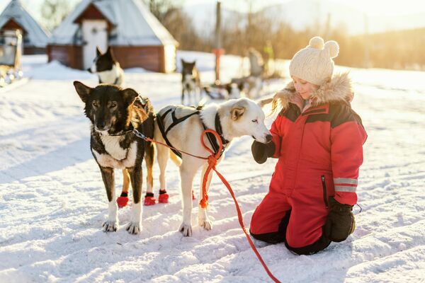 Катание на хаски в Лапландии Катание на хаски в Лапландии