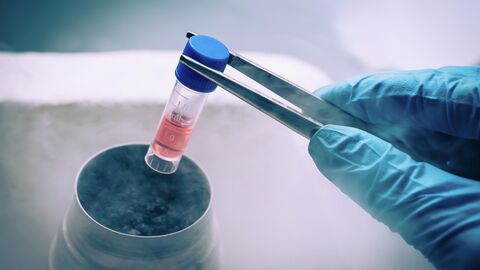 Криоконсервация яйцеклеток Криоконсервация яйцеклеток
