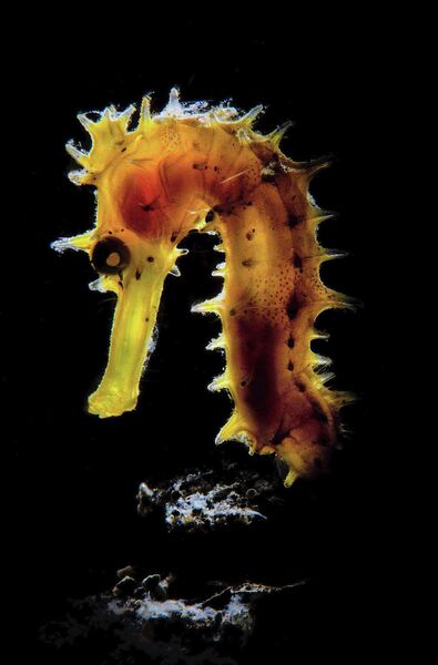 Stephano Cerbai. Работа победителя конкурса 2019 Ocean Art Underwater Photo Competition Stephano Cerbai. Работа победителя конкурса 2019 Ocean Art Underwater Photo Competition