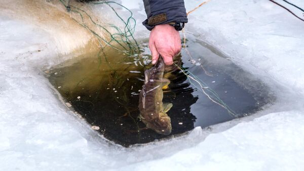 В Ишменевском озере в Тюменской области нашли токсичную рыбу