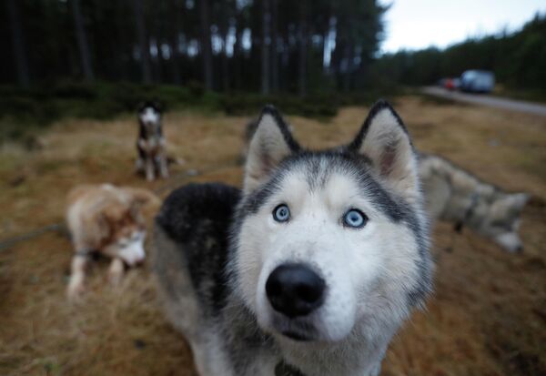 Собаки породы хаски перед стартом ежегодной гонки на упряжках Aviemore Sled Dog Rally в Шотландии Собаки породы хаски перед стартом ежегодной гонки на упряжках Aviemore Sled Dog Rally в Шотландии